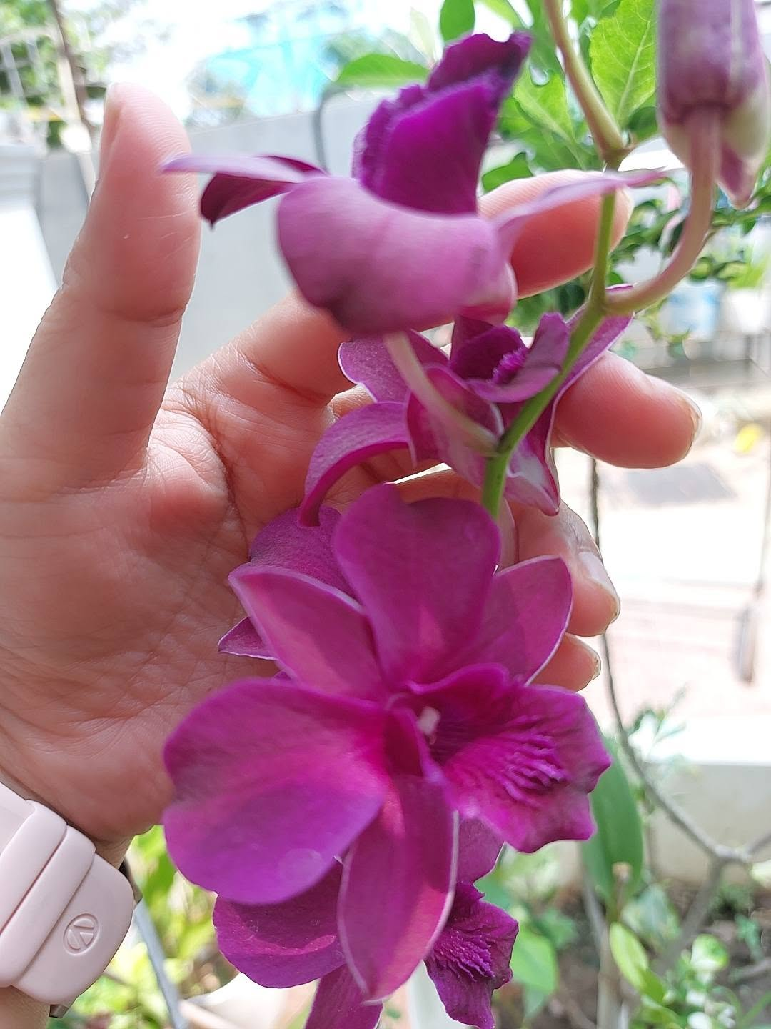 A spray of magenta orchids