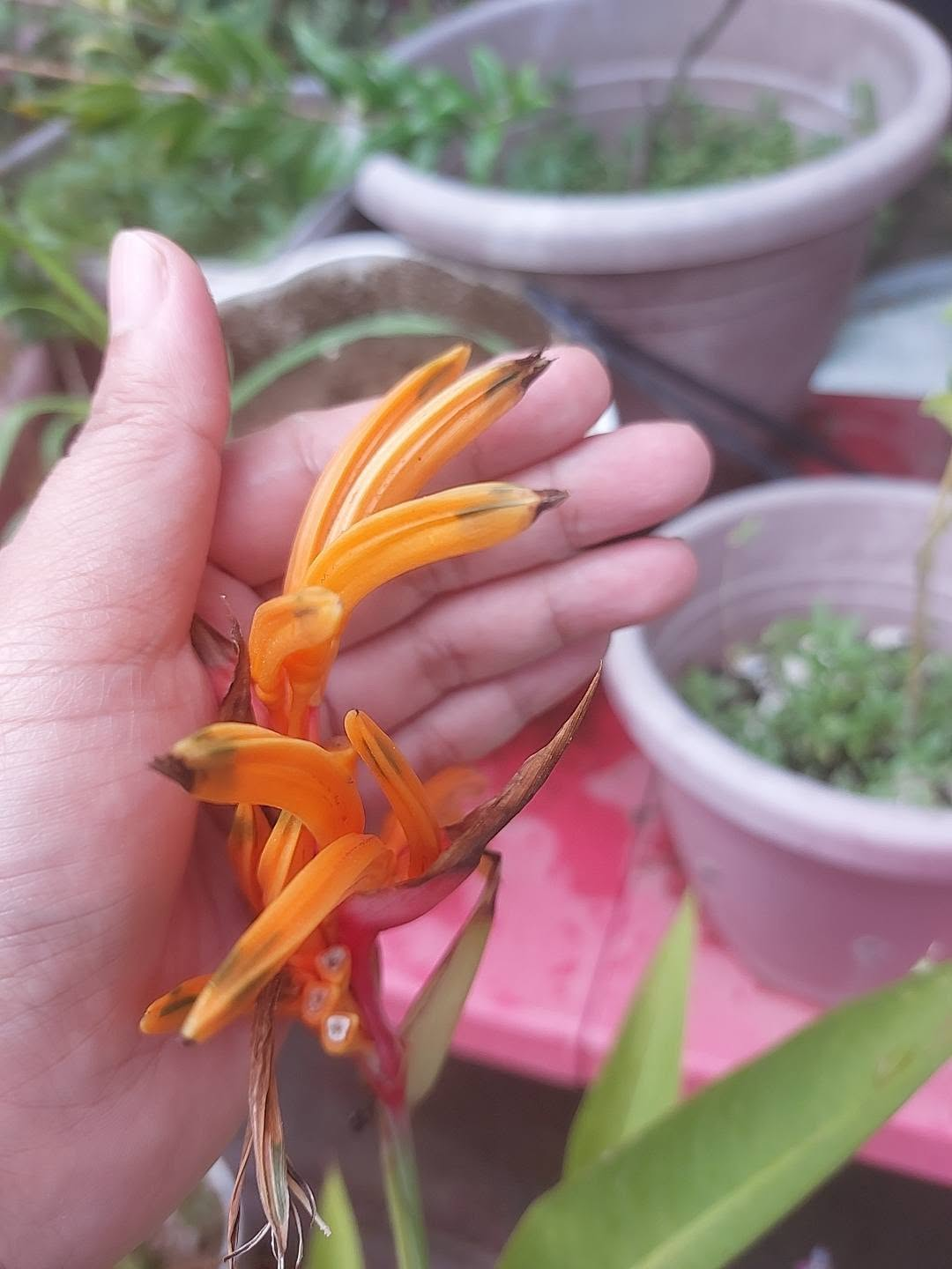 Slender orange blooms held in a hand