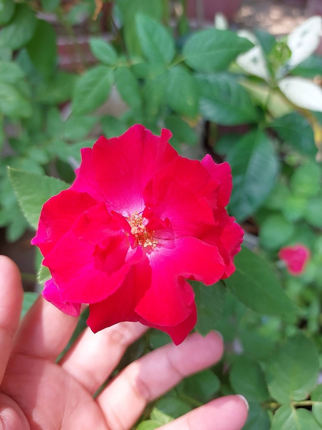 A deep pink garden rose