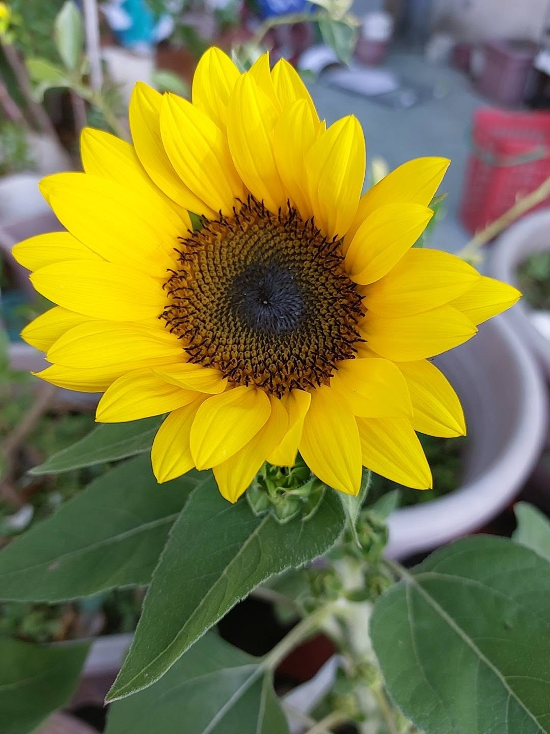 A sunflower in full bloom