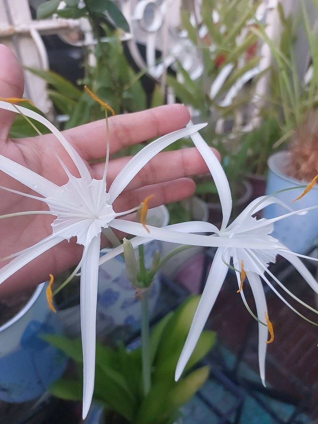 Two white spider lilies