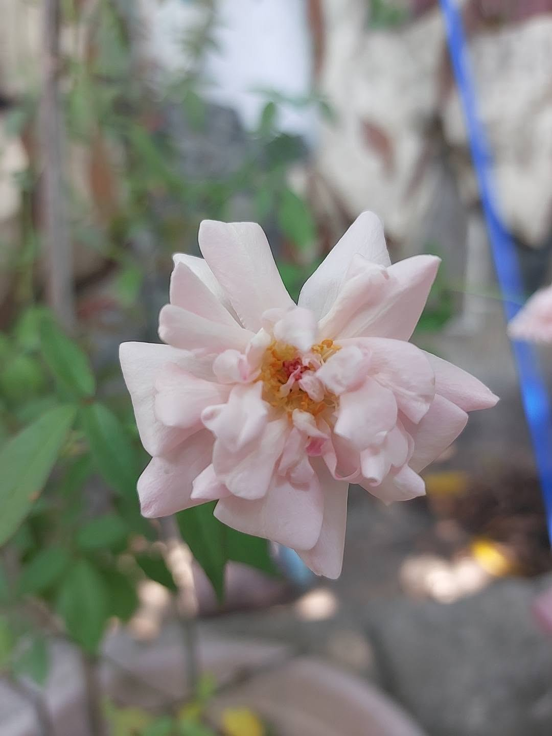 A soft pink rose opening in the morning light