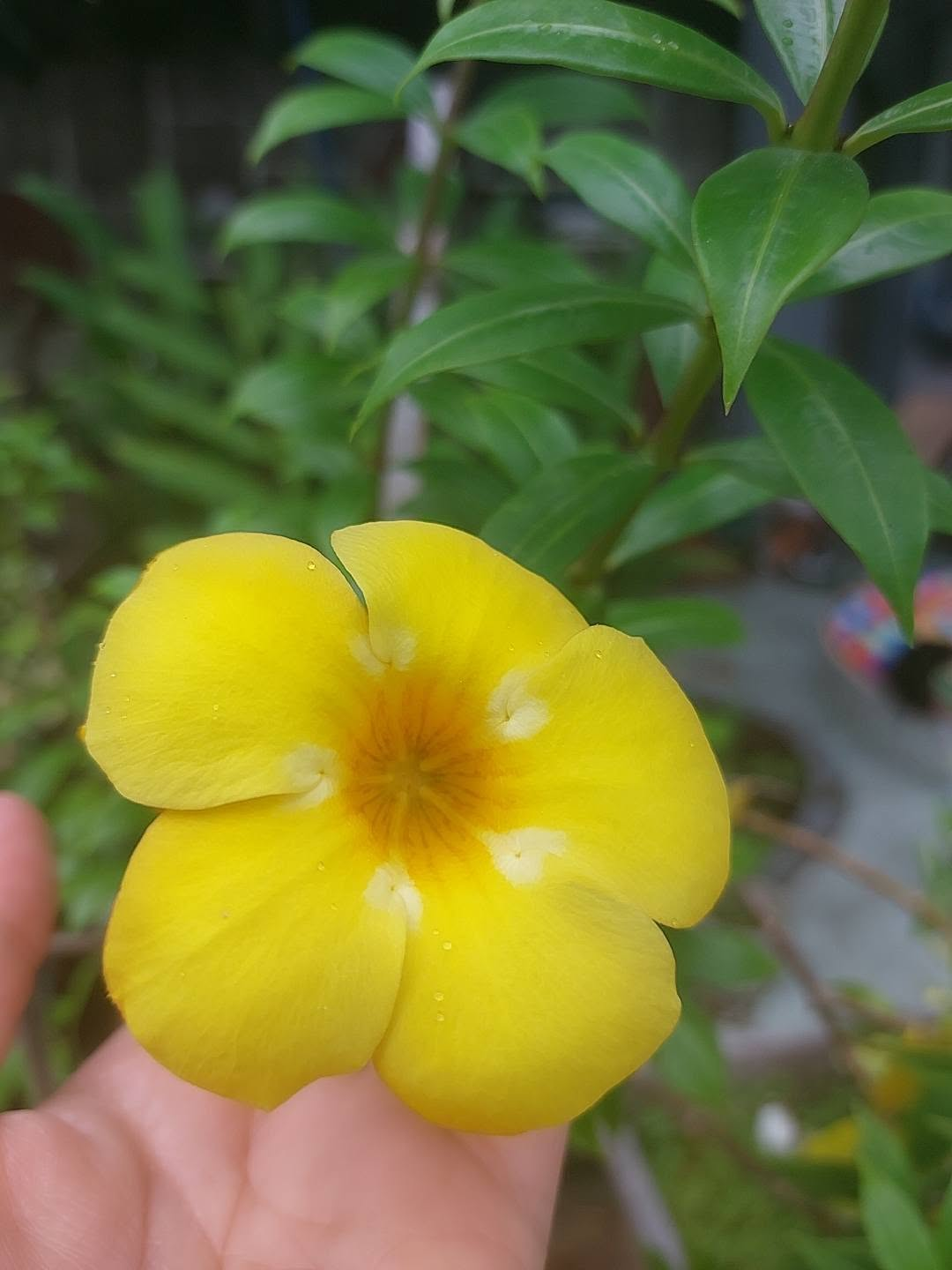 A bright yellow allamanda flower