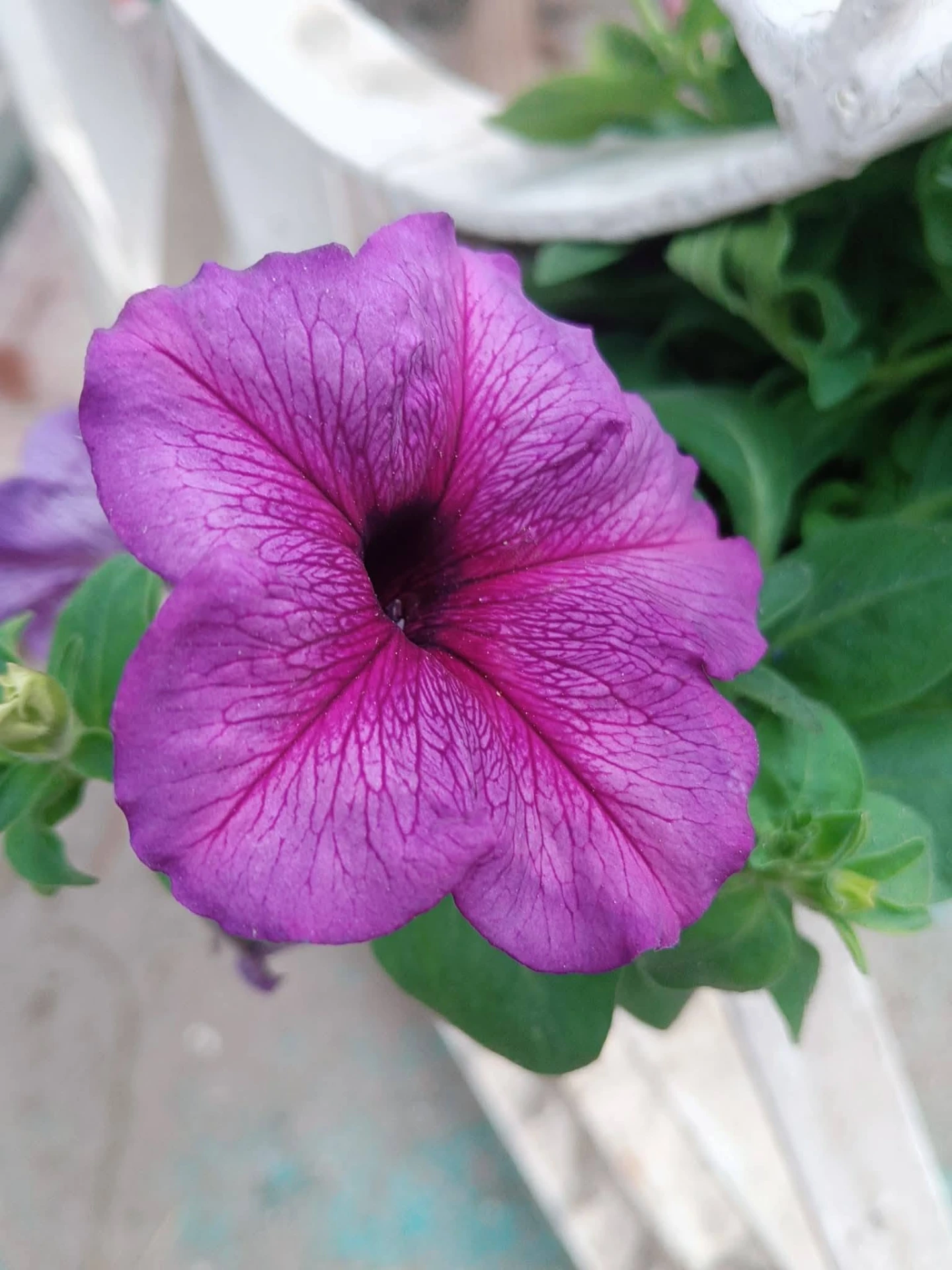 A vivid purple petunia with fine veining